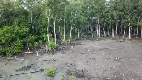 Low angle fly towards the mangrove trees at Malaysia