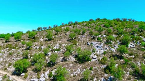 Luftaufnahme eines Olivenhains in Portugal