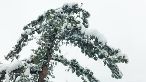Gros plan cinématographique d'un grand pin vert recouvert de neige un jour d'hiver