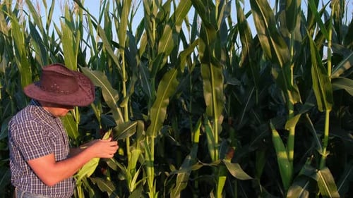 Agronomist Cleaning and Yellow Cobs of Corn Field on the Background