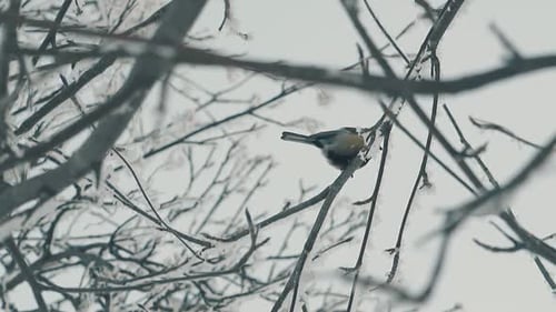Meise sitzt auf schneebedecktem Zweig in Holzzeitlupe
