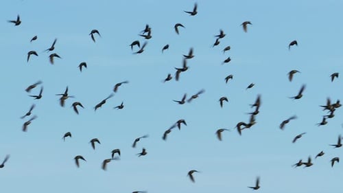 Birds Flying in a Large Flock in Sky