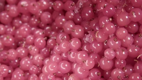 Bright Pink Currants, Close-Up View