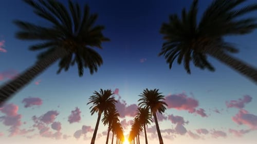 Palm Trees Lane at Sunset Travel Animation