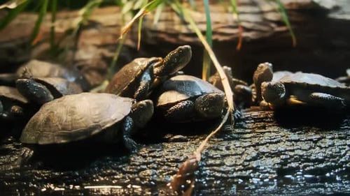 Schildkröte sitzt auf dem Rücken einer Schildkröte auf einem Baumstamm
