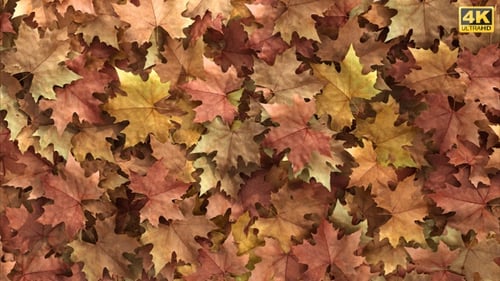 Autumn Leaves Transition with Alpha Channel Reveal