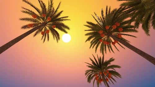 Blooming palm trees bottom view and sun