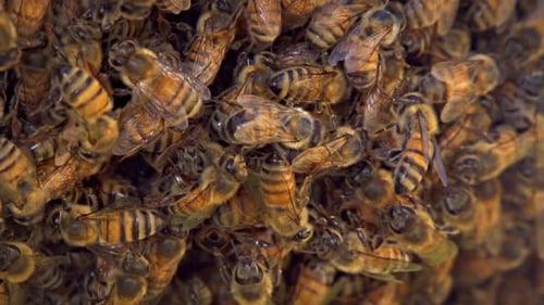 Close Up of Honey Bees Clustering Together