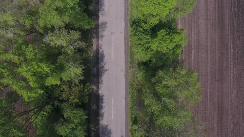 Carretera vacía y copas de árboles