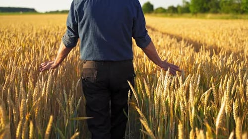 Person Walks Through Golden Wheat Field in Sunlight