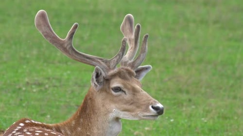 Majestic Deer Grazing Peacefully in Green Meadow