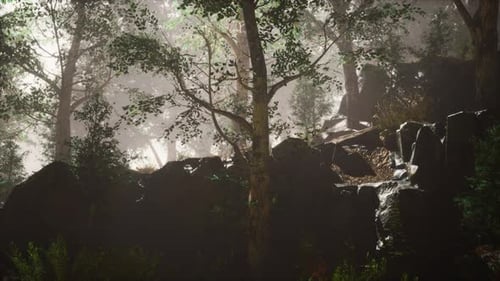 Summer Forest with Deep Fog