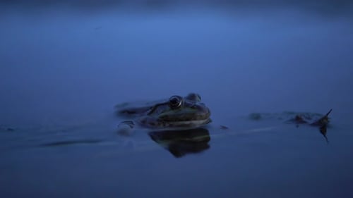 Green Frog Submerged in a Pond at Night