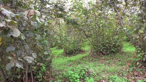 Hazelnut Trees