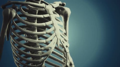 Full Human Skeleton Standing