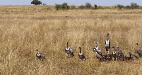 Afrikanischer Weißrückengeier, Gyps africanus, Ruppellgeier, Gyps-Rueppelli, Marabustorch