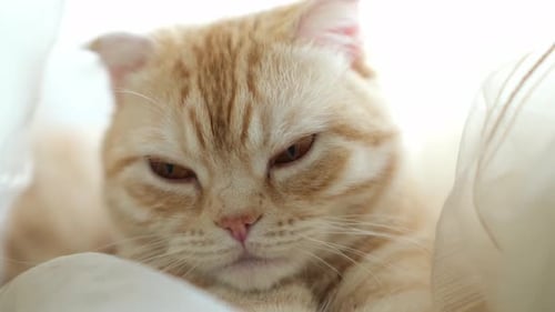 Close Up Portrait of Red Scottish Fold Cat with Big Brown Eyes