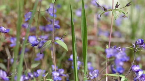 Forget-Me-Not Forest Flowers 02