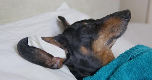 Sick Dachshund Dog Laying in Bed