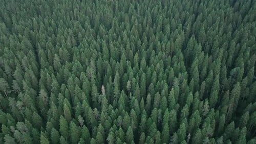 Forest Aerial