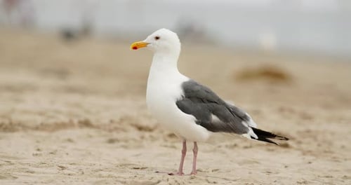Closeup of a Seagull Standing on a Sandy Beach