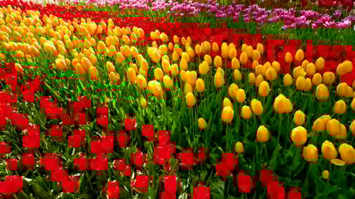 Blooming Tulips in Keukenhof Flower Garden. Lisse, the Netherlands