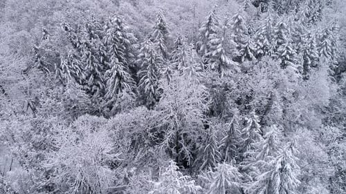 Aerial Shot With Snow Falling On Foggy Mountain Forest In Cold Winter Season