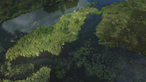 Park area. A winding river with water lilies. Swampy area. Aerial photography.