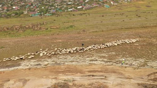 Aerial View of the Sheep Herd in the Mountains Mountain Landscape and Sheep Grazing