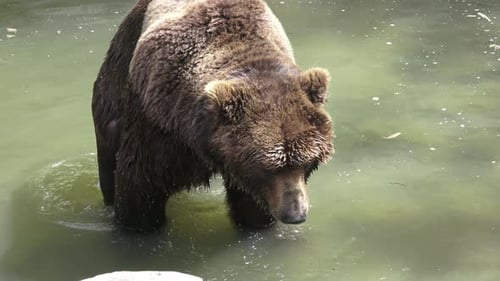 Brown Bear Standing in Water