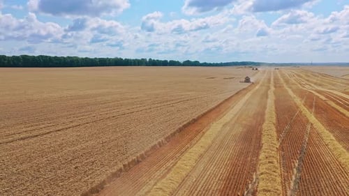 Combine harvester on the field. Combine harvester agriculture machine in the wheat field