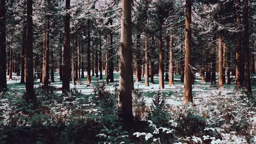 Sunset or Sunrise in the Winter Pine Forest Covered with a Snow