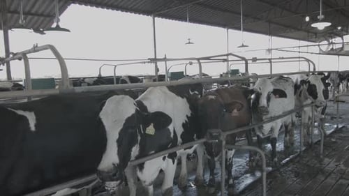 Cows Standing in Rows on Dairy Farm