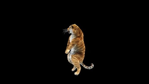 Tiger Dancing HD
