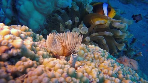 Tube Worm and Clownfish