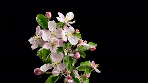 Flowers Blooming on Fruit Tree Branch in Spring Black Background