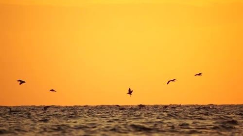 A Flock of Seagulls Fly and Fish in the Sea