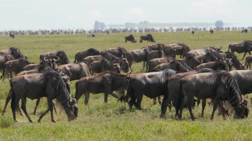Huge amount of Wildebeests during migration in Serengeti national park Tanzania