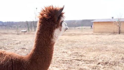 Cute Animal Alpaka Lama on Farm Outdoors