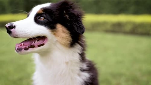 Happy Puppy Close-Up in Grassy Outdoor Setting