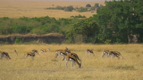 Gazelles Grazing Peacefully in the African Savannah