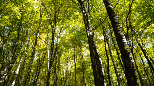 Autumn Forest 2