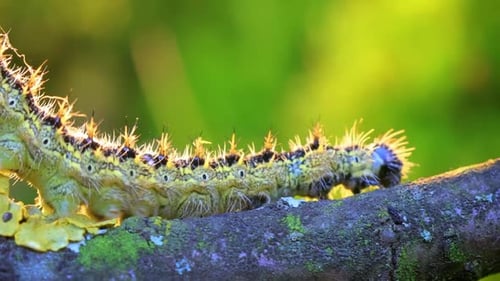 Macro View of Caterpillar Eating Plant on Branch