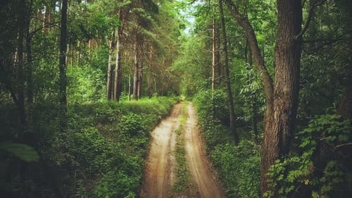 Flight Through Countryside Road Path Walkway Lane Through Green Summer Forest Landscape
