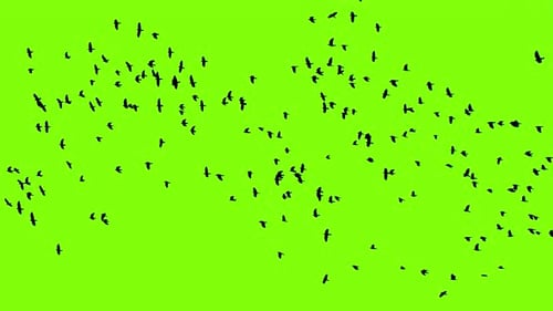 Flock of Birds Flying on Green Screen