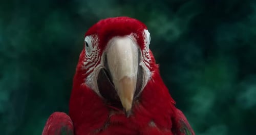 Wunderschöner Ara, Papagei, Vogelauge, Nahaufnahme, Tropische Natur, Farbe