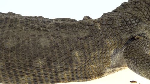 Lézard de savane - Varanus Exanthematicus sur fond blanc