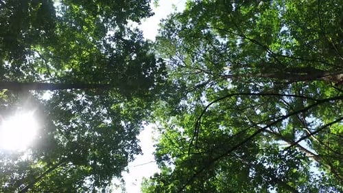 Walking in Woods Forest in Sunny Day