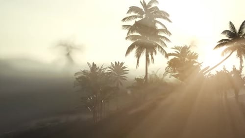 Tropical Palm Trees in Misty Sunlight Nature Animation