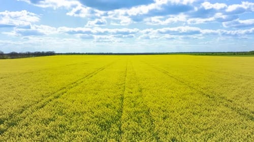 Aerial View of Vibrant Yellow Canola Flower Field